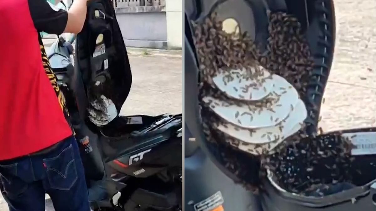Thajský motorkář našel pod sedačkou skútru bzučivé překvapení